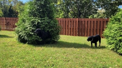 Optical illusion: This viral Reddit challenge is for all pet lovers. Can you spot the hidden dog in 10 seconds? (Reddit) Optical illusion: This viral Reddit challenge is for all pet lovers. Can you spot the hidden dog in 10 seconds? (Reddit)