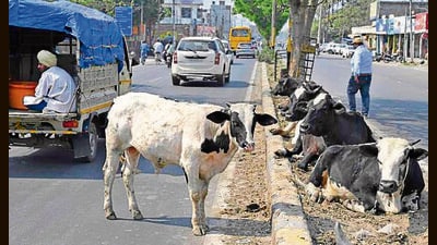 Stray cattle on Hambran road in Ludhiana on Friday. (HT Photo) Stray cattle on Hambran road in Ludhiana on Friday. (HT Photo)