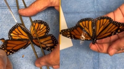 A damaged-wing monarch was saved through an intricate wing transplant. (Instagram/sweetbriarnaturecenter) A damaged-wing monarch was saved through an intricate wing transplant. (Instagram/sweetbriarnaturecenter)