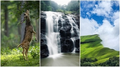 Unwind this long weekend with Kabini’s tranquil landscapes and Chikmagalur’s lush green hills. (Unsplash/Pexels) Unwind this long weekend with Kabini’s tranquil landscapes and Chikmagalur’s lush green hills. (Unsplash/Pexels)