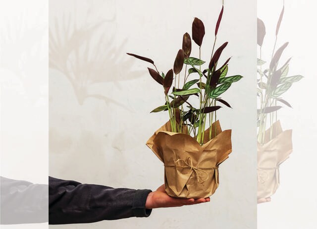 Potted plants make for useful, thoughtful gifts. (SHUTTERSTOCK) Potted plants make for useful, thoughtful gifts. (SHUTTERSTOCK)
