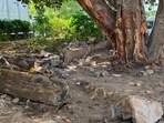 The spot where the car collided Sector 12 road. (HT) The spot where the car collided Sector 12 road. (HT)