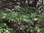 An optical illusion shared on Reddit puzzled viewers as a deer perfectly blended into a forest.