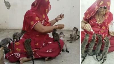 Parvati Devi administering Woodward’s Gripe Water to her civet and langur babies. (Peeraram Dhayal) Parvati Devi administering Woodward’s Gripe Water to her civet and langur babies. (Peeraram Dhayal)
