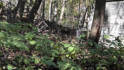 An optical illusion shared on Reddit puzzled viewers as a deer perfectly blended into a forest. (Reddit/teamemilygilmore) An optical illusion shared on Reddit puzzled viewers as a deer perfectly blended into a forest. (Reddit/teamemilygilmore)
