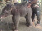 A baby elephant separated by floods found safety under expert care after its mother refused to accept it back. A baby elephant separated by floods found safety under expert care after its mother refused to accept it back.