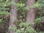 New optical illusion challenge leaves seasoned players stumped, can you see the owl in 10 seconds? (Reddit/r/FindTheSniper)