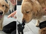 Diane Keaton death: Godfather actress' final Instagram post featured her beloved Golden Retriever, Reggie (Instagram)