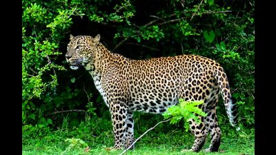 A leopard hiding in a nearby sugarcane field suddenly leaped out and attacked her. (REPRESENTATIVE PHOTO) A leopard hiding in a nearby sugarcane field suddenly leaped out and attacked her. (REPRESENTATIVE PHOTO)
