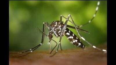 Data from the State Epidemiology Department and the Pune Municipal Corporation (PMC) show that between January 1 and September 30, 2023, the city has seen a significant uptick in cases. (REPRESENTATIVE PHOTO) Data from the State Epidemiology Department and the Pune Municipal Corporation (PMC) show that between January 1 and September 30, 2023, the city has seen a significant uptick in cases. (REPRESENTATIVE PHOTO)