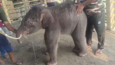 A baby elephant separated by floods found safety under expert care after its mother refused to accept it back. (X/@ParveenKaswan) A baby elephant separated by floods found safety under expert care after its mother refused to accept it back. (X/@ParveenKaswan)