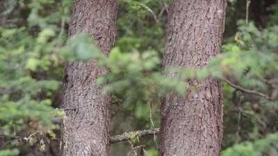 New optical illusion challenge leaves seasoned players stumped, can you see the owl in 10 seconds? (Reddit/r/FindTheSniper) New optical illusion challenge leaves seasoned players stumped, can you see the owl in 10 seconds? (Reddit/r/FindTheSniper)