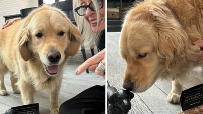 Diane Keaton death: Godfather actress' final Instagram post featured her beloved Golden Retriever, Reggie (Instagram) Diane Keaton death: Godfather actress' final Instagram post featured her beloved Golden Retriever, Reggie (Instagram)