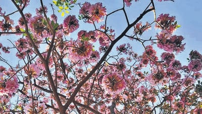 Among the trees to be axed are the striking Tabebuia rosea trees, or pink trumpets trees which bloom during the winters in Vikhroli and Kanjurmarg.