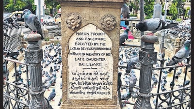 Pigeons continue to flock on the kabootarkhana in front of the GPO, despite the suffering of people in the vicinity. Pigeons continue to flock on the kabootarkhana in front of the GPO, despite the suffering of people in the vicinity.