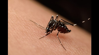 The “dengue season” generally runs from July to November, due to monsoon rains that create breeding grounds for mosquitoes. (HT) The “dengue season” generally runs from July to November, due to monsoon rains that create breeding grounds for mosquitoes. (HT)