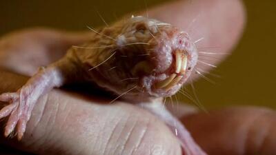 These creatures can survive without oxygen for nearly twenty minutes and often die not of disease. (Getty Images | Washington Post)