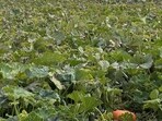 Viral optical illusion: Redditor challenges users to find her daughter in pumpkin patch(Reddit/r/FindTheSniper)