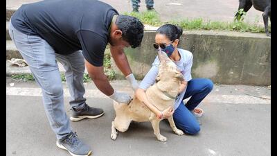 Canine welfare trust launches drive to eliminate rabies deaths by 2030