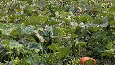 Viral optical illusion: Redditor challenges users to find her daughter in pumpkin patch (Reddit/r/FindTheSniper)