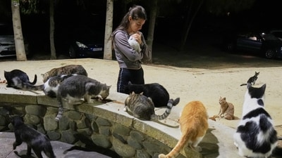 Cyprus has a long history as a cat-loving nation. (AP)