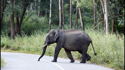 The Western Ghats is home to the highest number of elephants. 11,934, followed by the north-eastern hills and Brahmaputra floodplains with 6,559. (HT Photo) The Western Ghats is home to the highest number of elephants. 11,934, followed by the north-eastern hills and Brahmaputra floodplains with 6,559. (HT Photo)