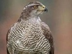The plan will be implemented in collaboration with the Bombay Natural History Society (BNHS), a Mumbai-based 140-year-old organisation (HT Photo)