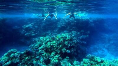 A reef in the Red Sea in Sharm El-Sheikh, Egypt on Tuesday. Climate change is accelerating discolouration of coral reefs worldwide. (REUTERS) A reef in the Red Sea in Sharm El-Sheikh, Egypt on Tuesday. Climate change is accelerating discolouration of coral reefs worldwide. (REUTERS)