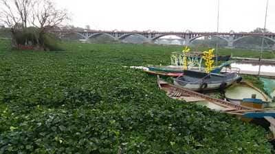 For thousands of families living along the river, especially fisherfolk and farmers, the ecological decline is not just an environmental issue but a livelihood crisis. The absence of edible fish, coupled with poor water quality, has devastated small-scale fishing in rural stretches of the river. (File Photo)