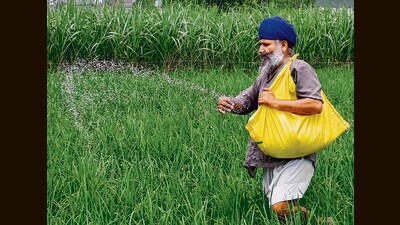 Lower yields have forced India to depend on overseas sources for pulses and oilseeds (AFP)