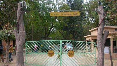 On September 16, the Uttarakhand government granted sanction to prosecute the former Corbett Tiger Reserve director for his alleged role in illegal tree felling. (Representative photo) On September 16, the Uttarakhand government granted sanction to prosecute the former Corbett Tiger Reserve director for his alleged role in illegal tree felling. (Representative photo)