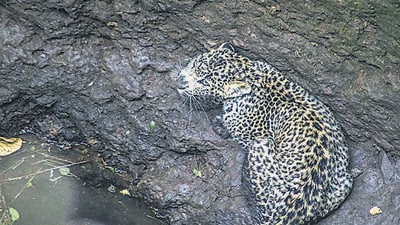Shirur taluka in Pune district has emerged as one of the major hotspots for the human–leopard conflict in Maharashtra. (HT)