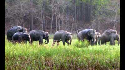 Among the states, Karnataka supports the highest population with 6,013 elephants. Among the states, Karnataka supports the highest population with 6,013 elephants.