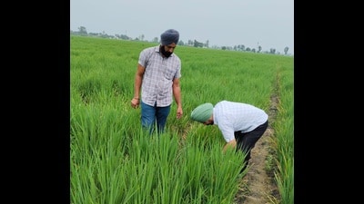 The data from the district agriculture department reveals that 5,475 acres of farmland in Sangrur and 860 acres in Malerkotla have been affected by the virus causing financial losses to farmers. However, Barnala district reported zero cases. (HT File Photo)