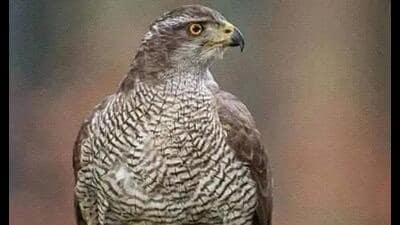 The plan will be implemented in collaboration with the Bombay Natural History Society (BNHS), a Mumbai-based 140-year-old organisation (HT Photo) The plan will be implemented in collaboration with the Bombay Natural History Society (BNHS), a Mumbai-based 140-year-old organisation (HT Photo)