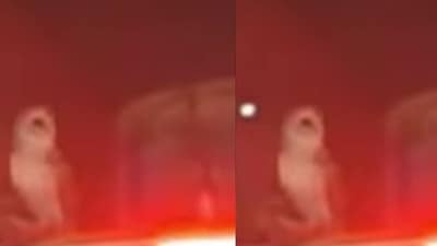 The short clip shows vehicles halted at a signal as the owl, appearing unfazed by the bustling noise and flashing headlights, looks around curiously. (Screengrab@Instagram-nammabengaluroo) The short clip shows vehicles halted at a signal as the owl, appearing unfazed by the bustling noise and flashing headlights, looks around curiously. (Screengrab@Instagram-nammabengaluroo)