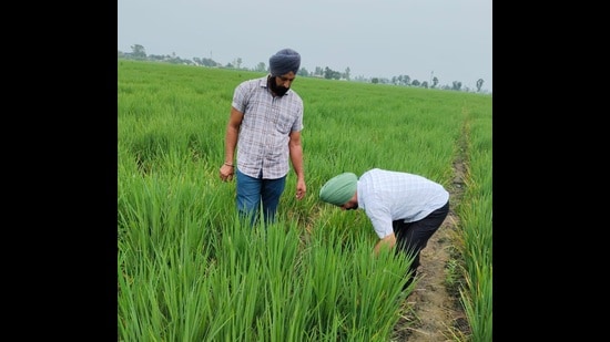 The data from the district agriculture department reveals that 5,475 acres of farmland in Sangrur and 860 acres in Malerkotla have been affected by the virus causing financial losses to farmers. However, Barnala district reported zero cases. (HT File Photo)