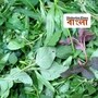 ভূত চতুর্দশীতে ১৪ শাক খেলে শাস্ত্রমতে কী কী উপকার? 