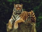 Spot India’s majestic tigers across national parks and reserves for thrilling wildlife adventures this winter season.(Unsplash)