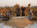 We must ensure that the one-billion-plus people working in the agrifood systems that feed us all have the resilience to withstand, and overcome, the risks they constantly face. (AP)