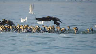 Shikara rides, floatingbird-watching deck soon at Himachal’s Pong Dam Shikara rides, floatingbird-watching deck soon at Himachal’s Pong Dam