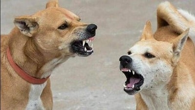 Amritsar has reported a maximum of 40,331 dog bite cases this year. Amritsar is followed by Ludhiana and Patiala districts, with 27,701 and 18,047 cases, respectively. (HT) Amritsar has reported a maximum of 40,331 dog bite cases this year. Amritsar is followed by Ludhiana and Patiala districts, with 27,701 and 18,047 cases, respectively. (HT)