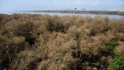 Mumbai, India - September 25, 2020: Mumbai's mangrove forests are seen dry due to pest attack at Airoli in Mumbai, India, on Friday, September 25, 2020. (Photo by Satish Bate/Hindustan Times) (Satish Bate/HT PHOTO) Mumbai, India - September 25, 2020: Mumbai's mangrove forests are seen dry due to pest attack at Airoli in Mumbai, India, on Friday, September 25, 2020. (Photo by Satish Bate/Hindustan Times) (Satish Bate/HT PHOTO)