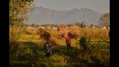 The climate crisis is disrupting the cropping and harvesting cycles that culminates in the celebrations. Unpredictable monsoons, delayed sowing, erratic rainfall, and untimely floods or droughts have shifted the timing and success of harvests. (AP)