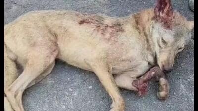 The wolf shot dead during an operation in the Bhrigupurwa hamlet of Majhara Taukli. (HT) The wolf shot dead during an operation in the Bhrigupurwa hamlet of Majhara Taukli. (HT)