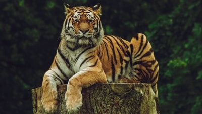Spot India’s majestic tigers across national parks and reserves for thrilling wildlife adventures this winter season. (Unsplash) Spot India’s majestic tigers across national parks and reserves for thrilling wildlife adventures this winter season. (Unsplash)