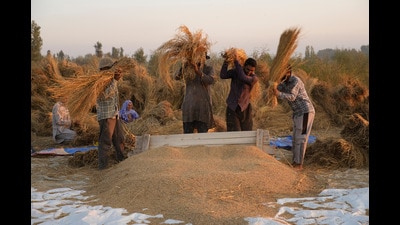 We must ensure that the one-billion-plus people working in the agrifood systems that feed us all have the resilience to withstand, and overcome, the risks they constantly face. (AP) We must ensure that the one-billion-plus people working in the agrifood systems that feed us all have the resilience to withstand, and overcome, the risks they constantly face. (AP)