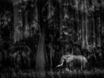 Indian Wildlife Photographer Rahul Sachdev Receives Highly Commended Honour at Wildlife Photographer of the Year 2025