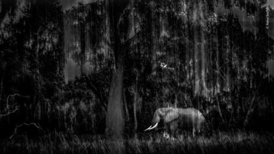 Indian Wildlife Photographer Rahul Sachdev Receives Highly Commended Honour at Wildlife Photographer of the Year 2025
