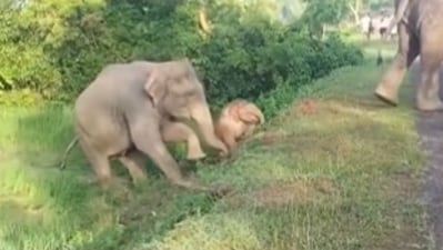 A video posted by IFS officer Parveen Kaswan showed a mother elephant saving her calf from a slope. (X/@ParveenKaswan) A video posted by IFS officer Parveen Kaswan showed a mother elephant saving her calf from a slope. (X/@ParveenKaswan)